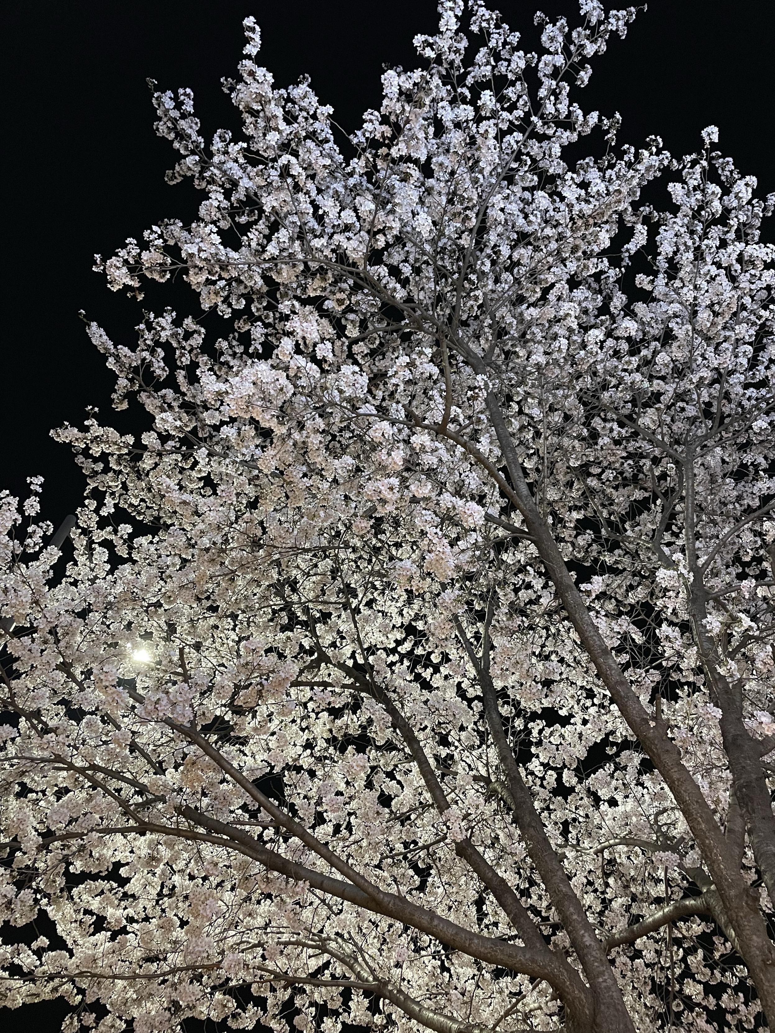 만개한 벚꽃 나무, 밤 하늘과 가로등 조명.